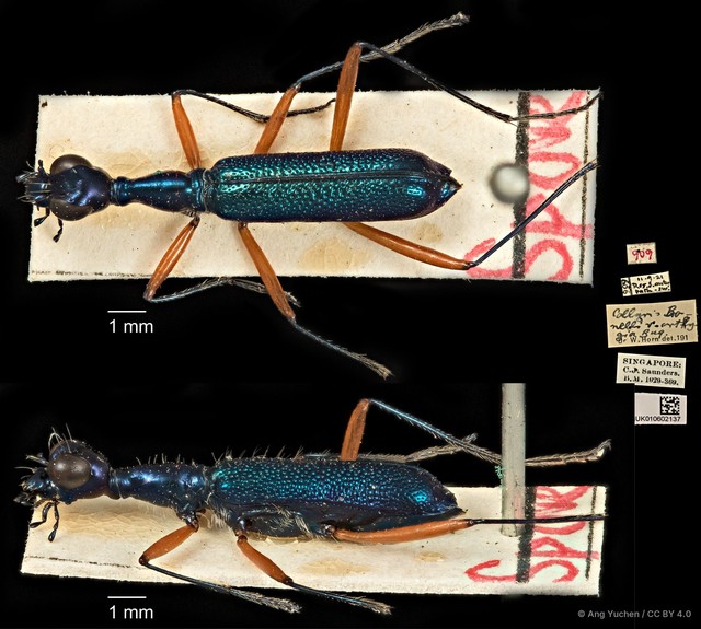 Neocollyris (Neocollyris) bonellii bonellii • © Ang Yuchen • CC BY 4.0