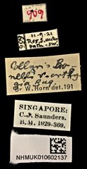 Neocollyris (Neocollyris) bonellii bonellii • All Rights Reserved Museum Label