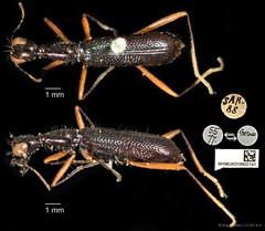Neocollyris (Neocollyris) chloroptera • © Ang Yuchen • CC BY 4.0