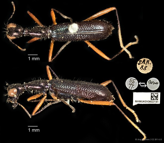 Neocollyris (Neocollyris) chloroptera • © Ang Yuchen • CC BY 4.0