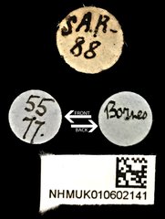 Neocollyris (Neocollyris) chloroptera • All Rights Reserved Museum Label