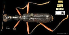 Neocollyris elongata • © Ang Yuchen • CC BY 4.0