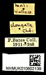 Neocollyris elongata • All Rights Reserved Museum Label