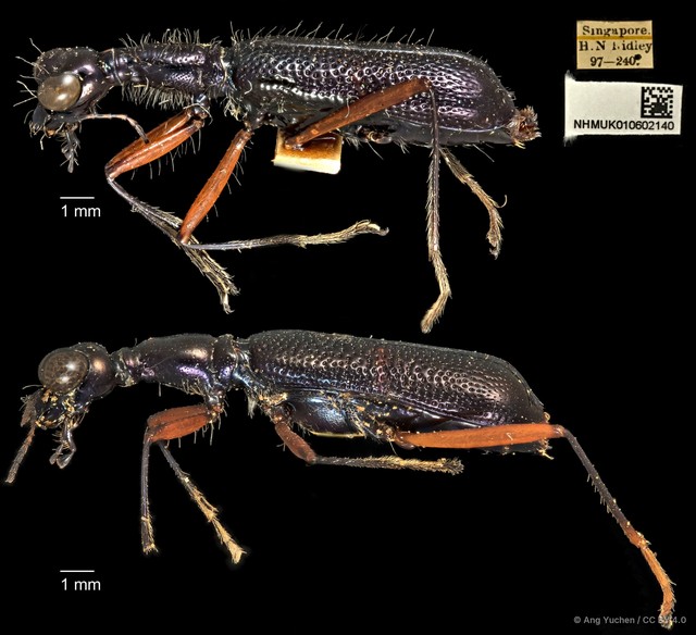 Neocollyris elongata