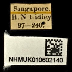Neocollyris elongata • All Rights Reserved Museum Label