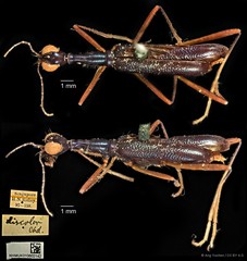 Neocollyris (Stenocollyris) leucodactyla • © Ang Yuchen • CC BY 4.0