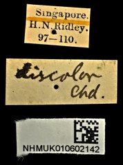 Neocollyris (Stenocollyris) leucodactyla • All Rights Reserved Museum Label