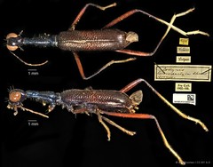Neocollyris (Stenocollyris) leucodactyla • © Ang Yuchen • CC BY 4.0