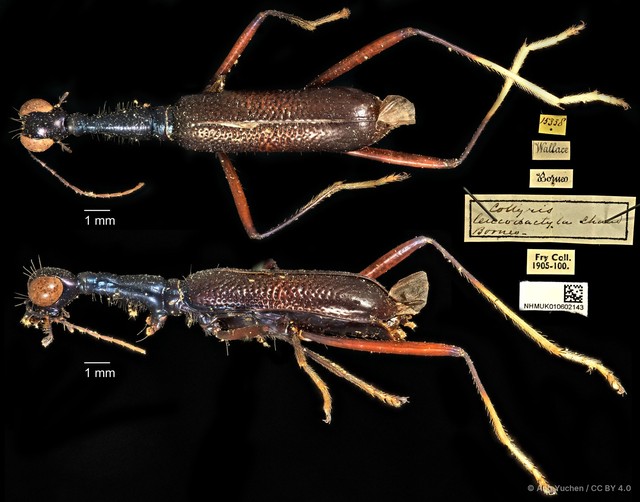 Neocollyris (Stenocollyris) leucodactyla