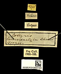 Neocollyris (Stenocollyris) leucodactyla • All Rights Reserved Museum Label
