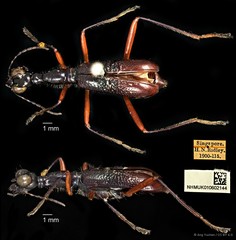 Neocollyris apicalis lundii • © Ang Yuchen • CC BY 4.0