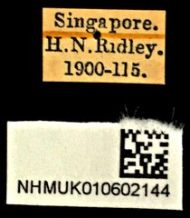Neocollyris apicalis lundii • All Rights Reserved Museum Label