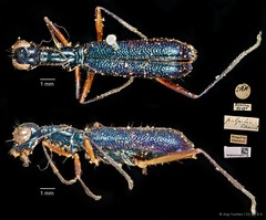Neocollyris bonellii palpalis • © Ang Yuchen • CC BY 4.0