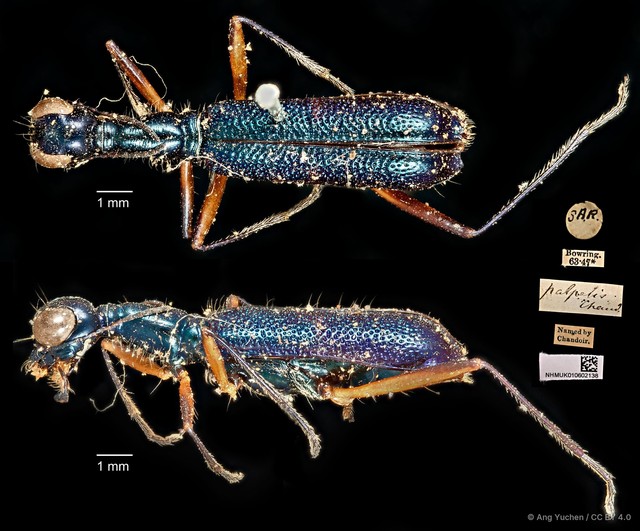 Neocollyris bonellii palpalis • © Ang Yuchen • CC BY 4.0