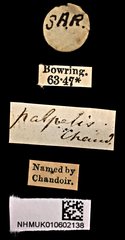 Neocollyris bonellii palpalis • All Rights Reserved Museum Label