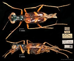 Therates batesii batesii • © Ang Yuchen • CC BY 4.0