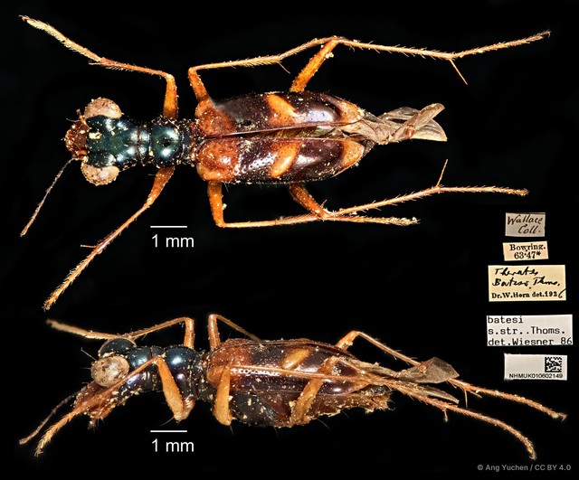 Therates batesii batesii • © Ang Yuchen • CC BY 4.0