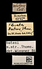 Therates batesii batesii • All Rights Reserved Museum Label
