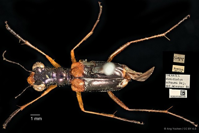 Therates dimidiatus • © Ang Yuchen • CC BY 4.0