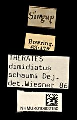 Therates dimidiatus • All Rights Reserved Museum Label