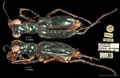 Therates dimidiatus • © Ang Yuchen • CC BY 4.0