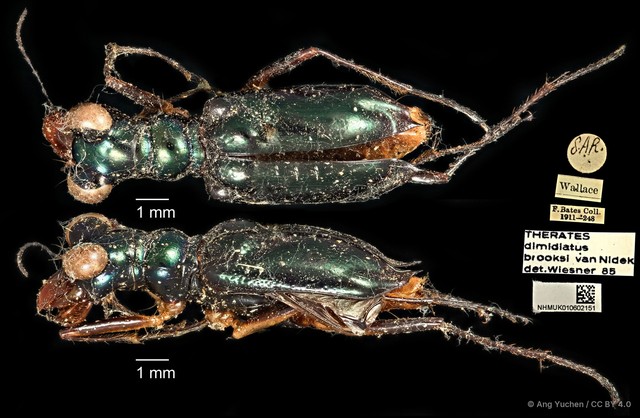 Therates dimidiatus