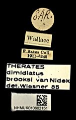 Therates dimidiatus • All Rights Reserved Museum Label