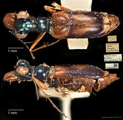 Therates fleutiauxi • © Ang Yuchen • CC BY 4.0