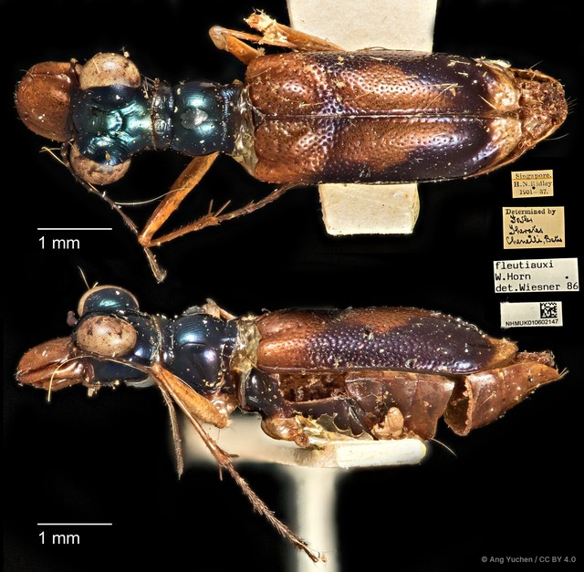 Therates fleutiauxi • © Ang Yuchen • CC BY 4.0