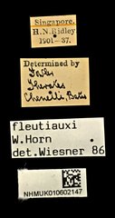Therates fleutiauxi • All Rights Reserved Museum Label