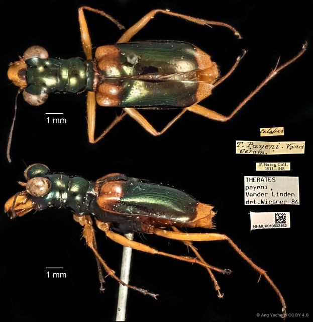 Therates payeni • © Ang Yuchen • CC BY 4.0