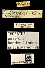 Therates payeni • All Rights Reserved Museum Label