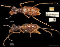 Therates batesii testaceipennis • © Ang Yuchen • CC BY 4.0