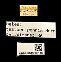 Therates batesii testaceipennis • All Rights Reserved Museum Label