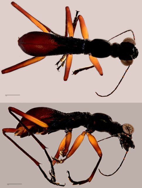 Tricondyla sp. "ZRCBDP0071899" • © Tan Wee Chye • All Rights Reserved