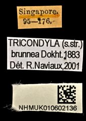 Tricondyla (Tricondyla) brunnea • All Rights Reserved Museum Label
