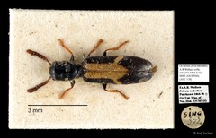 Cleridae sp. "AYC 178" • © Ang Yuchen • All Rights Reserved