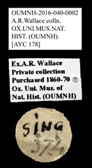 Cleridae sp. "AYC 178" • All Rights Reserved Museum Label