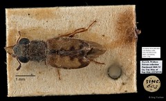 Cleridae sp. "AYC 179" • © Ang Yuchen • All Rights Reserved