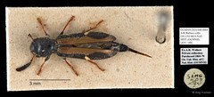 Cleridae sp. "AYC 180"