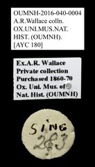 Cleridae sp. "AYC 180" • All Rights Reserved Museum Label