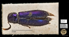 Cleridae sp. "AYC 181" • © Ang Yuchen • All Rights Reserved