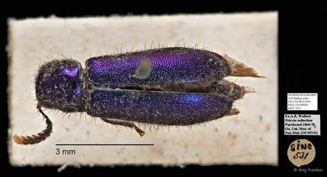 Cleridae sp. "AYC 181" • © Ang Yuchen • All Rights Reserved
