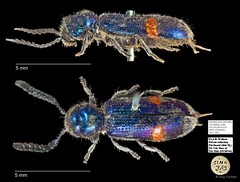 Cleridae sp. "AYC 182" • © Ang Yuchen • All Rights Reserved