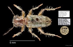 Cleridae sp. "AYC 183" • © Ang Yuchen • All Rights Reserved