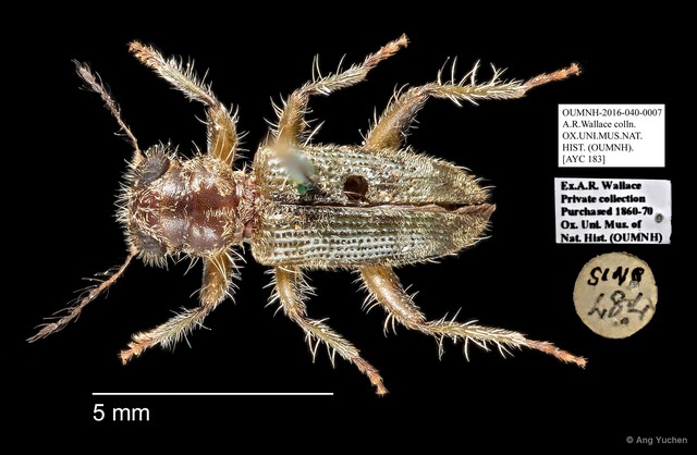 Cleridae sp. "AYC 183" • © Ang Yuchen • All Rights Reserved