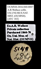 Cleridae sp. "AYC 183" • All Rights Reserved Museum Label