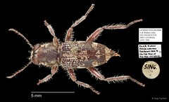 Cleridae sp. "AYC 184" • © Ang Yuchen • All Rights Reserved