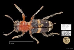 Cleridae sp. "AYC 185" • © Ang Yuchen • All Rights Reserved