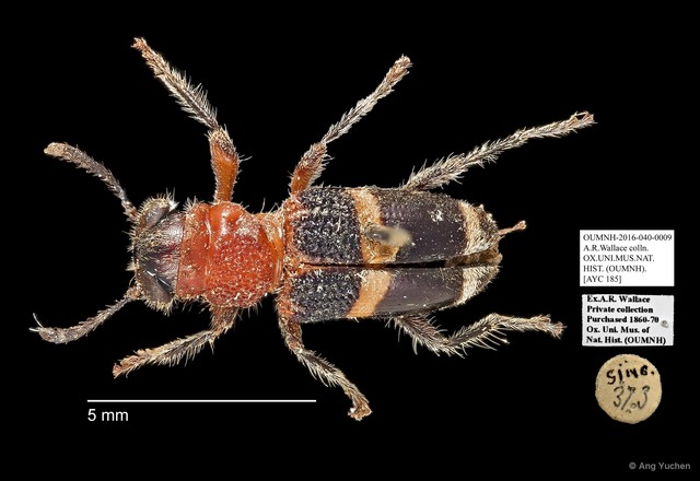 Cleridae sp. "AYC 185" • © Ang Yuchen • All Rights Reserved